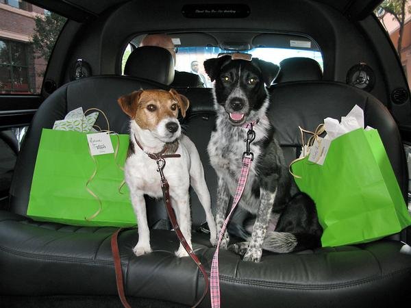 Pet Transportation Service